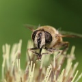 Mittlere Keilfleckschwebfliege (Eristalis interrupta)