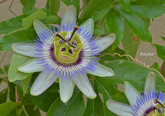 Blaue Passionsblume (Passiflora caerulea)