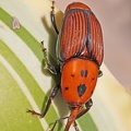 Roter Palmrüssler (Rhynchophorus ferrugineus)