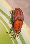 Roter Palmrüssler (Rhynchophorus ferrugineus)