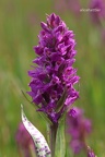 Breitblättrige Fingerwurz (Dactylorhiza majalis ssp. majalis) 