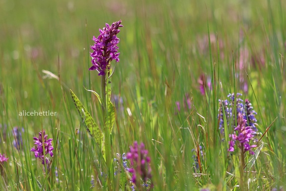 Breitblättrige Fingerwurz (Dactylorhiza majalis ssp. majalis) 