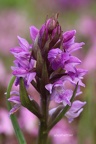 Breitblättrige Fingerwurz (Dactylorhiza majalis ssp. majalis)