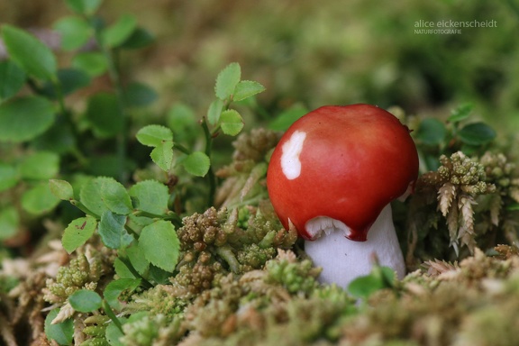 Apfel-Täubling (Russula paludosa)
