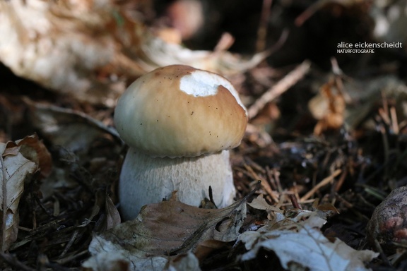 Gemeiner Steinpilz (Boletus edulis)