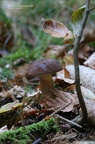 Maronen-Röhrling (Boletus badius)