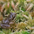 Grasfrosch (Rana temporaria)