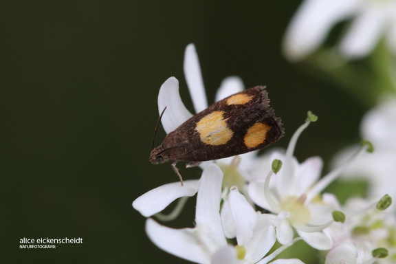 Bärenklau-Wickler (Pammene aurana)