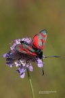 Sechsfleck-Widderchen (Zygaena filipendulae) 