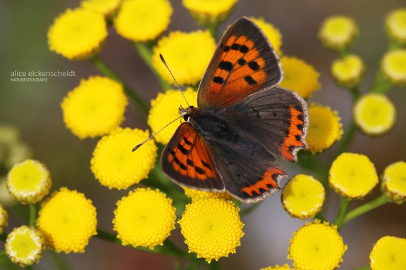 Kleiner Feuerfalter (Lycaena phlaeas)