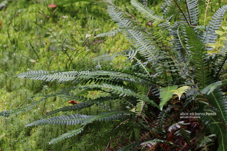 Gewöhnlicher Rippenfarn - Deer Fern (Blechnum spicant)
Foto: Alice Eickenscheidt
Ort: Naturpark Südschwarzwald
Kamera: Canon EOS 70 D, EF 100 mm 1:2,8 L IS USM (Canon) Rippenfarn (Blechnum spicant).JPG