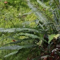 Gewöhnlicher Rippenfarn (Blechnum spicant)