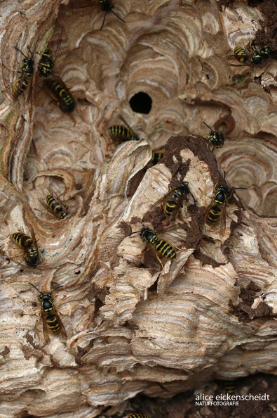 Rote Wespe (Vespula rufa).JPG