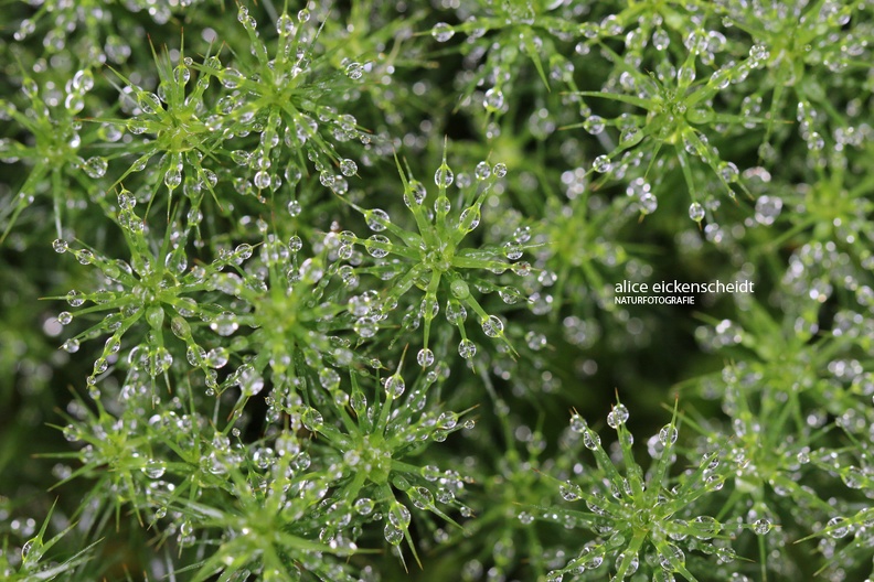 Schönes Widertonmoos (Polytrichum formosum)