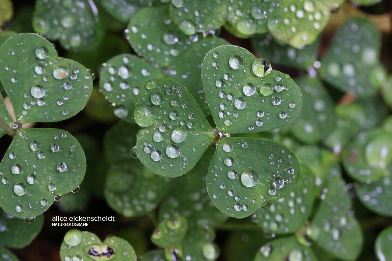 Waldsauerklee (Oxalis acetosella)