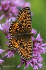 Scheckenfalter (Melitaea sp.)