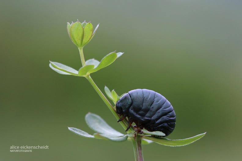 Labkraut-Blattkäfer Larve (Timarcha tenebricosa).JPG