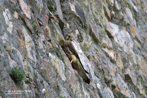 Turmfalke (Falco tinnunculus)