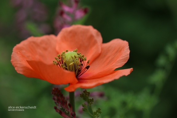 Saat-Mohn (Papaver dubium)