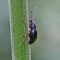 Mittlerer Schwarzer Rüsselkäfer (Otiorhynchus niger)