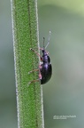 Mittlerer Schwarzer Rüsselkäfer (Otiorhynchus niger)