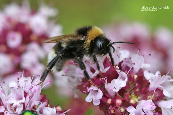 Hummel (Bombus sp.)