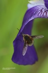 Großer Wollschweber (Bombylius major)