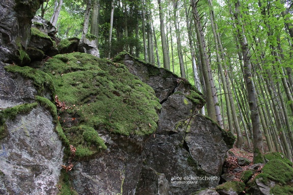 Zweibach-Bannwald