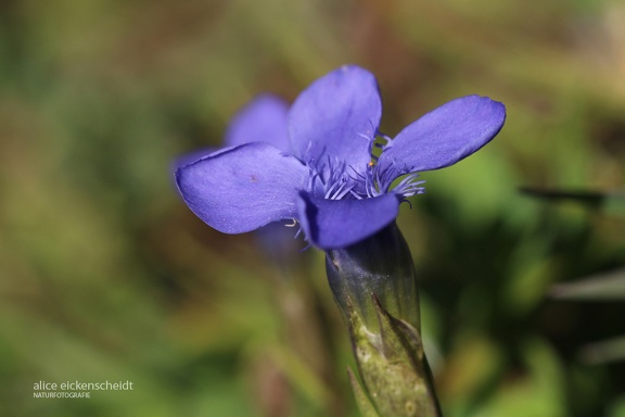 Gewöhnlicher Fransenenzian (Gentianopsis ciliata)