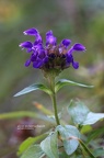 Kleine Braunelle (Prunella vulgaris)