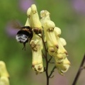 Gelber Eisenhut (Aconitum lycoctonum ssp. lycoctonum)