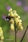 Gelber Eisenhut (Aconitum lycoctonum ssp. lycoctonum)