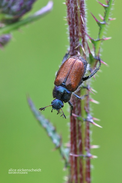 Gartenlaubkäfer (Phyllopertha horticola).JPG