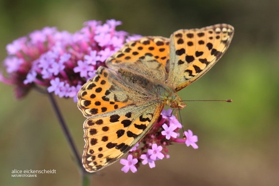 Kleiner Perlmuttfalter (Issoria lathonia)