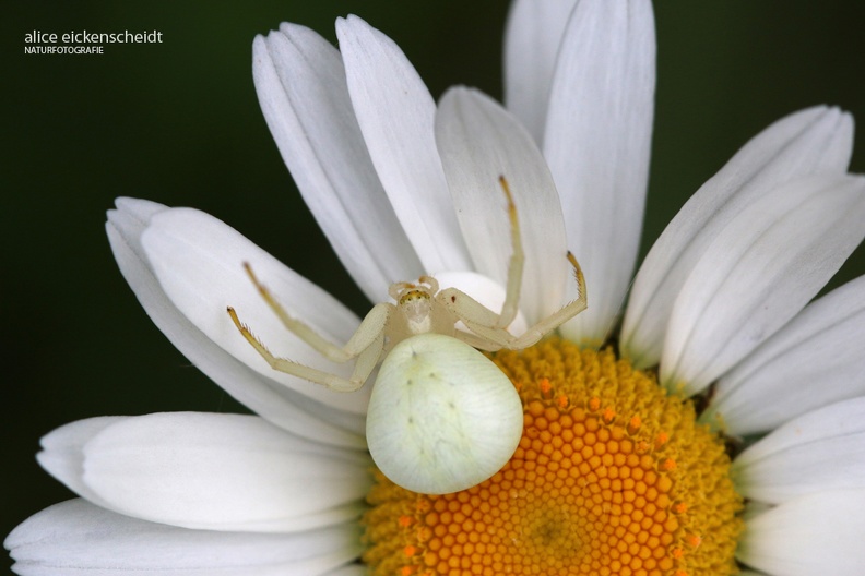 Veränderliche Krabbenspinne (Misumena vatia).JPG