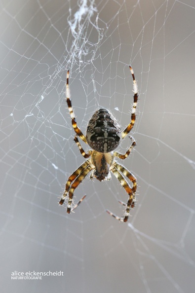 Gartenkreuzspinne (Araneus diadematus).JPG