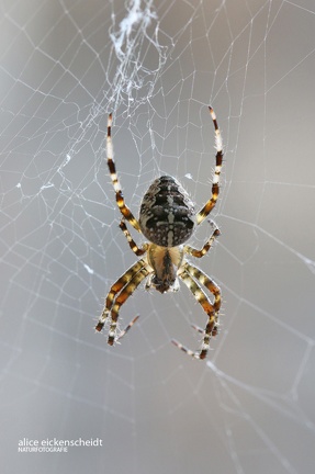 Gartenkreuzspinne (Araneus diadematus)