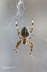 Gartenkreuzspinne (Araneus diadematus)