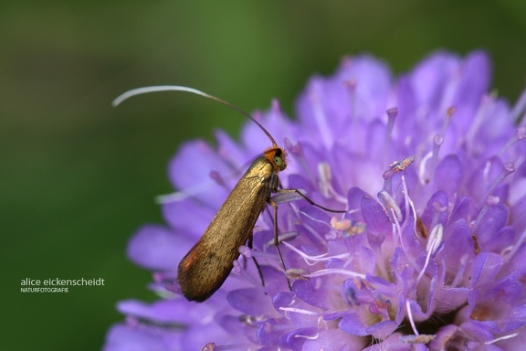 Skabiosen-Langhornmotte (Nemophora metallica)