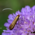 Skabiosen-Langhornmotte (Nemophora metallica)