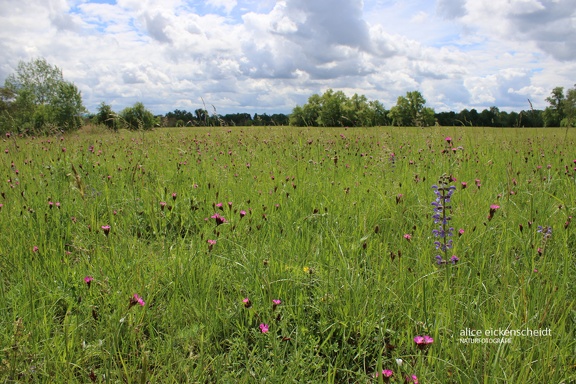 Blumenwiese