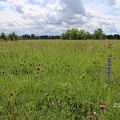 Blumenwiese