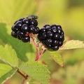 Brombeere (Rubus sp.)