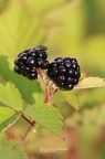 Brombeere (Rubus sp.)