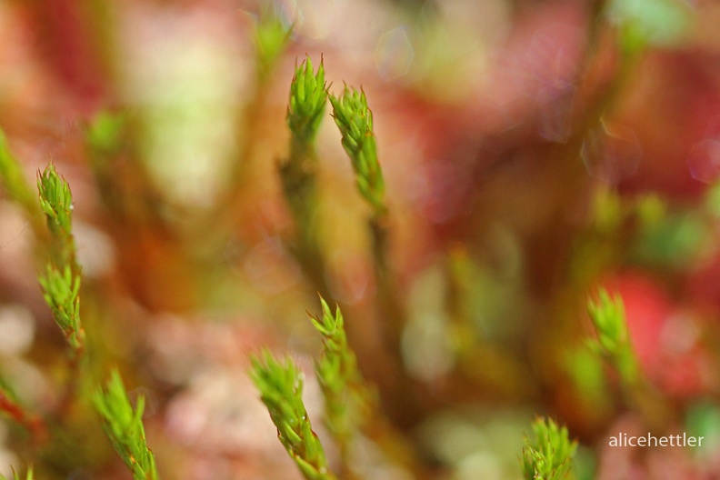 Torfmoos (Sphagnum sp.)