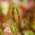 Torfmoos (Sphagnum sp.)