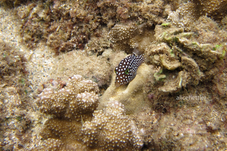 Hawaii-Spitzkopfkugelfisch (Canthigaster jactator)