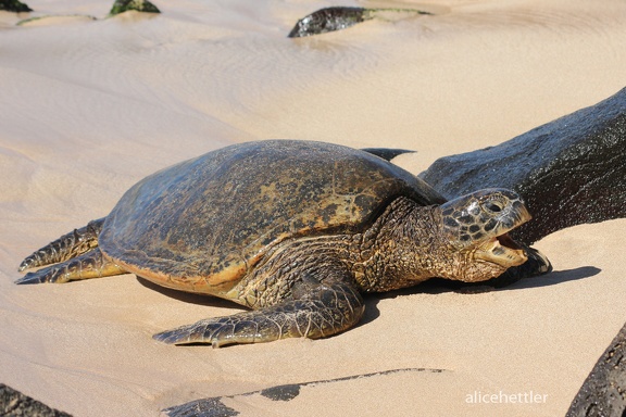 Suppenschildkröte (Chelonia mydas)