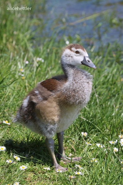 Nilgans (Alopochen aegyptiacus) - Freiburg.JPG