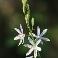 Astlose Graslilie (Anthericum liliago)